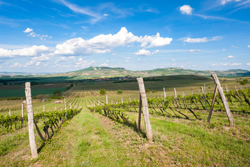 vineyards, Palava, Moravia region, Czech Republic