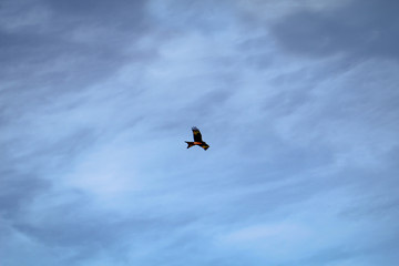 Rotmilan am Himmel zieht seine Kreise
