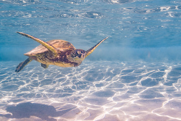 Sea turtle swimming over sand in clear blue water