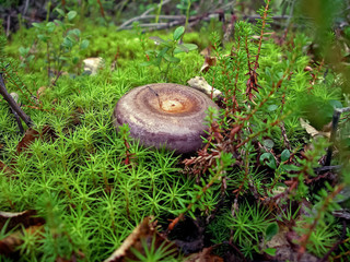 Edible mushrooms in the forest litter. Mushrooms in the forest-t