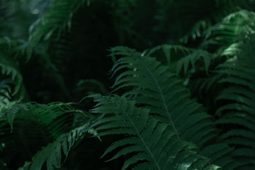Naklejka na ściany i meble Natural green background of tropical leaves