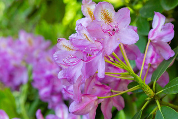 Flowering rhododendrons in the spring garden. Beautiful pink rhododendron flowers.