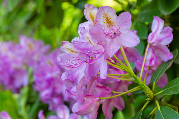 Flowering rhododendrons in the spring garden. Beautiful pink rhododendron flowers.