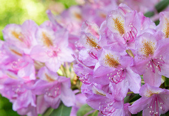 Flowering rhododendrons in the spring garden. Beautiful pink rhododendron flowers.