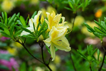 Flowering rhododendrons in the spring garden. Beautiful pink rhododendron flowers.