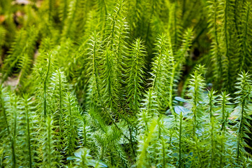 Wild Lycopodium growing in a summer forest on a marshland. Russia, Western Siberia.