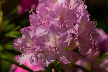 Flowering rhododendrons in the spring garden. Beautiful pink rhododendron flowers.