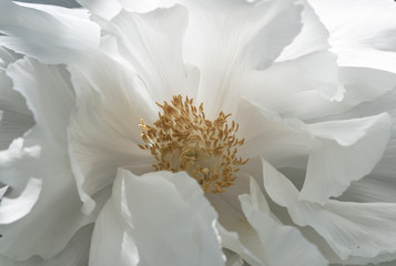 Peony flower background. White peony close-up.