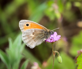 Schmetterling, Falter auf einer Pflanze