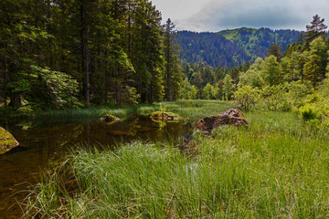 Feldseemoor im Schwarzwald unterhalb des Feldberg im Naturpark Südschwarzwald