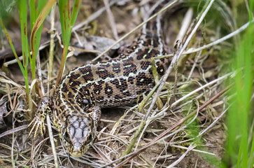 eine weibliche Zauneidechse im Gras