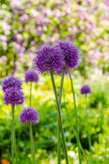 Allium Giganteum blooming. Few balls of blossoming Allium flowers. Beautiful picture with Alliums for the gardening theme.