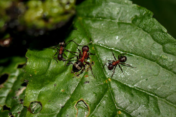 Ameisen auf einem Blatt