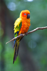Sun Conure parrot bird