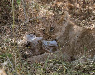 Lion cubs attempt to eat a giraffe killed by their mother in Botswana