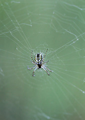 Macro einer Spinne