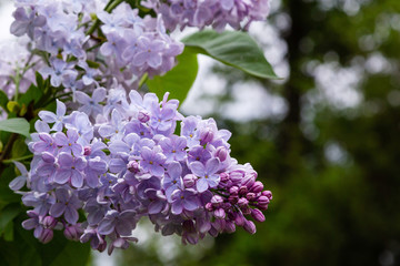 Fototapeta na wymiar Blooming lilac (лат. Syringa) in the garden. Beautiful purple lilac flowers on natural background.