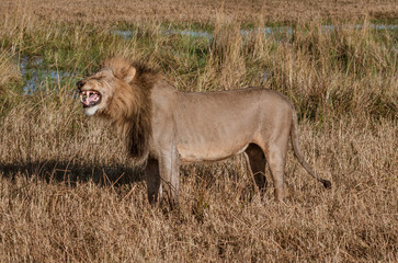 Adult male lion stands in short dry grass in Botswana