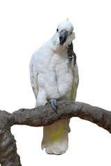 Sulphur-crested Cockatoo bird