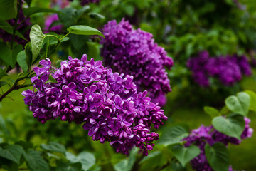 Blooming lilac (лат. Syringa) in the garden. Beautiful purple lilac flowers on natural background.