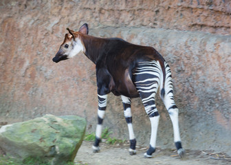 Okapi is a striped giraffe.  In appearance the Okapi is similar to the Zebra, but the Okapi is a...
