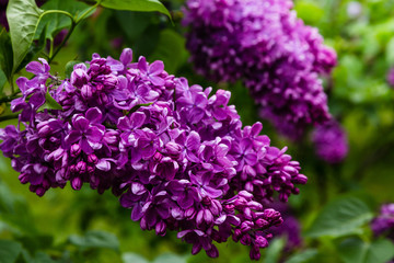 Obraz premium Blooming lilac (лат. Syringa) in the garden. Beautiful purple lilac flowers on natural background.