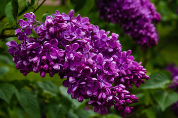 Blooming lilac (лат. Syringa) in the garden. Beautiful purple lilac flowers on natural background.