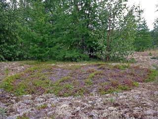 Forest tundra landscape in the summer. Taiga of Siberia. Yamal.