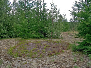 Forest tundra landscape in the summer. Taiga of Siberia. Yamal.