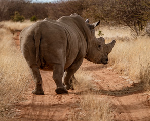 Obraz premium Single white rhinoceros stands on a dirt road in Namibia