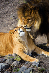 lion and lioness