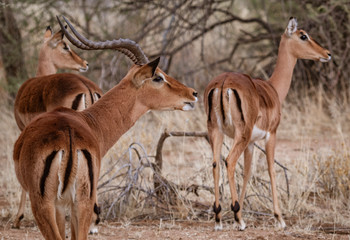 A male impala controls his harem of females in Namibia