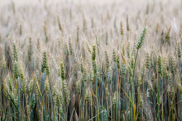 Weizenfeld kurz vor der Ernte