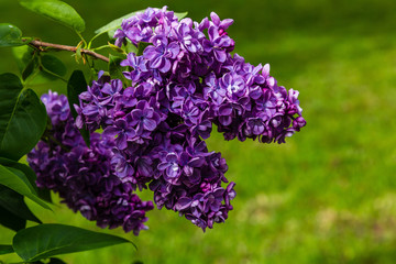 Obraz premium Blooming lilac (лат. Syringa) in the garden. Beautiful purple lilac flowers on natural background.