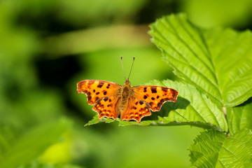 Macro eines C-Falters