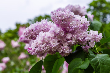 Blooming lilac (лат. Syringa) in the garden. Beautiful pink lilac flowers on natural background.