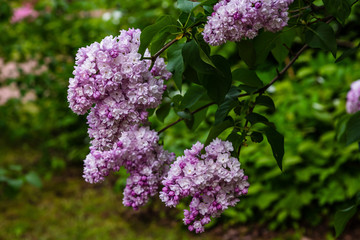 Obraz premium Blooming lilac (лат. Syringa) in the garden. Beautiful pink lilac flowers on natural background.