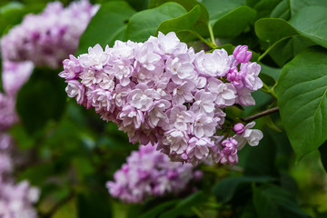 Obraz na płótnie Canvas Blooming lilac (лат. Syringa) in the garden. Beautiful pink lilac flowers on natural background.