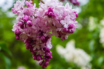 Blooming lilac (лат. Syringa) in the garden. Beautiful pink lilac flowers on natural background.