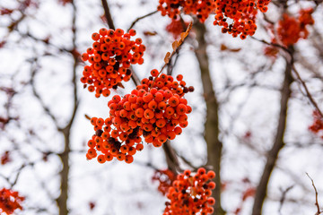 Berries on a branch of the rowan tree