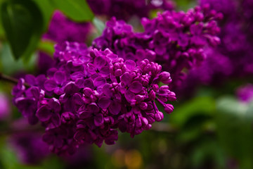 Blooming lilac (лат. Syringa) in the garden. Beautiful purple lilac flowers on natural background.