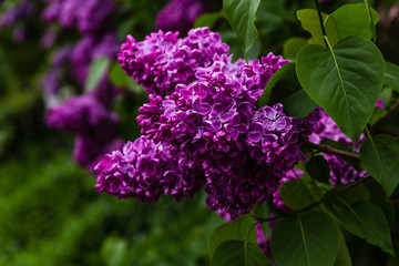 Blooming lilac (лат. Syringa) in the garden. Beautiful purple lilac flowers on natural background.