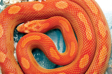 Orange python snake.