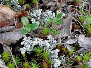 Flowers and grass of the tundra in summer