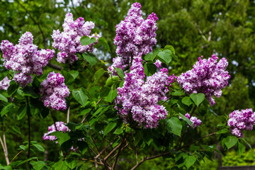 Obraz premium Blooming lilac (лат. Syringa) in the garden. Beautiful lilac flowers on natural background.