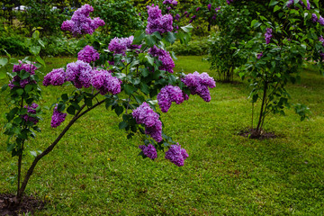 Obraz premium Blooming lilac (лат. Syringa) in the garden. Beautiful purple lilac flowers on natural background.