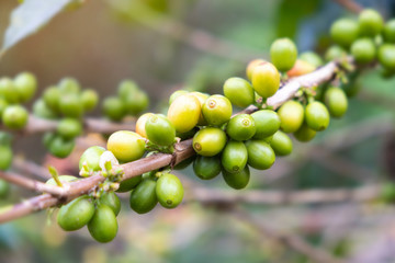 Green coffee beans on the branch.