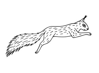 Vector hand drawn doodle sketch jumping squirrel isolated on white background