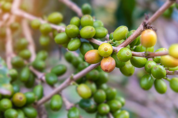 Green coffee beans on the branch.