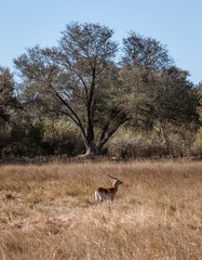 Naklejka na ściany i meble A lone male red lechwe is isolated from his herd and alone in Botswana